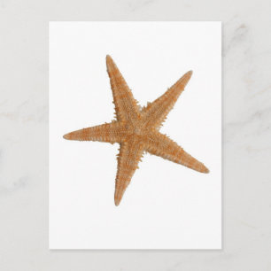 Sea star postcard