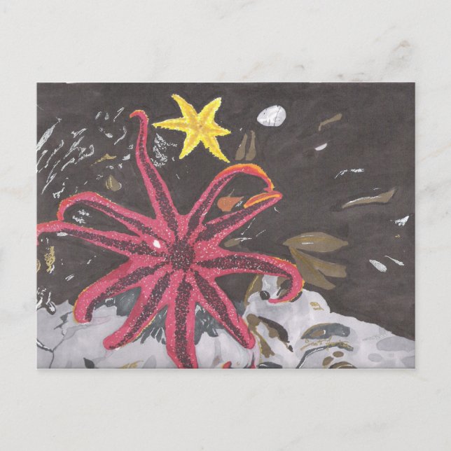 Sea Star Postcard (Front)