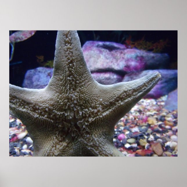 Sea Star Poster (Front)