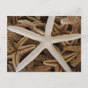 Sea Stars Postcard