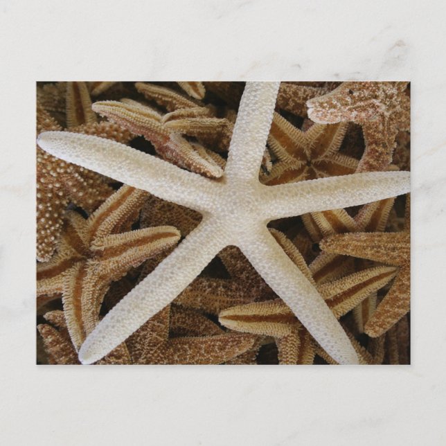 Sea Stars Postcard (Front)