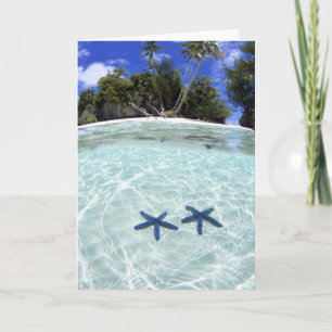 Sea stars, Rock Islands, Palau 2 Card