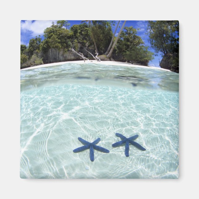Sea stars, Rock Islands, Palau 2 Magnet (Front)
