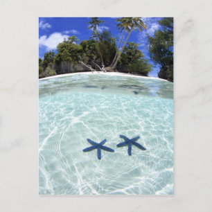 Sea stars, Rock Islands, Palau 2 Postcard