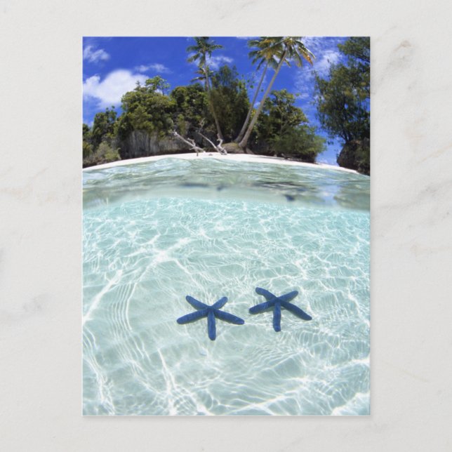 Sea stars, Rock Islands, Palau 2 Postcard (Front)