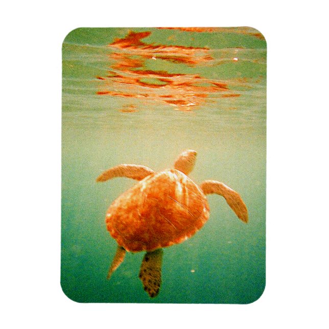 Sea Turtle 3"x4" Photo Magnet (Vertical)