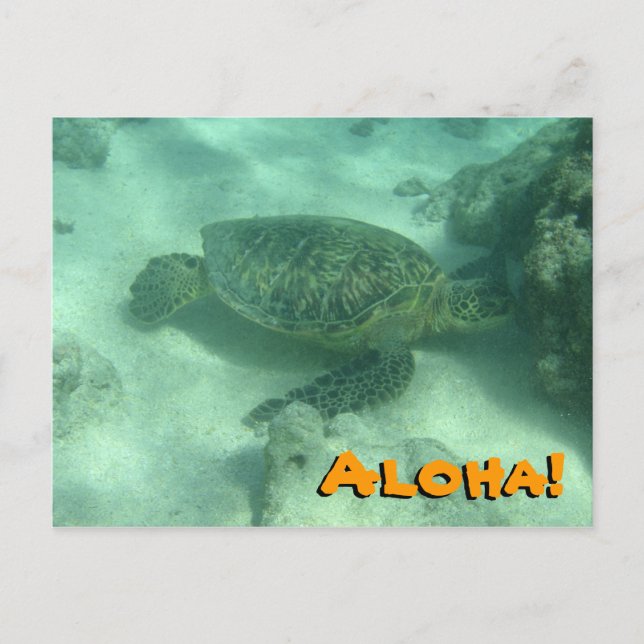 Sea Turtle Aloha from Hawaii Postcard (Front)
