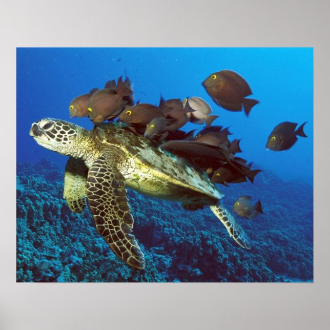 Sea Turtle and Fish Print (Front)