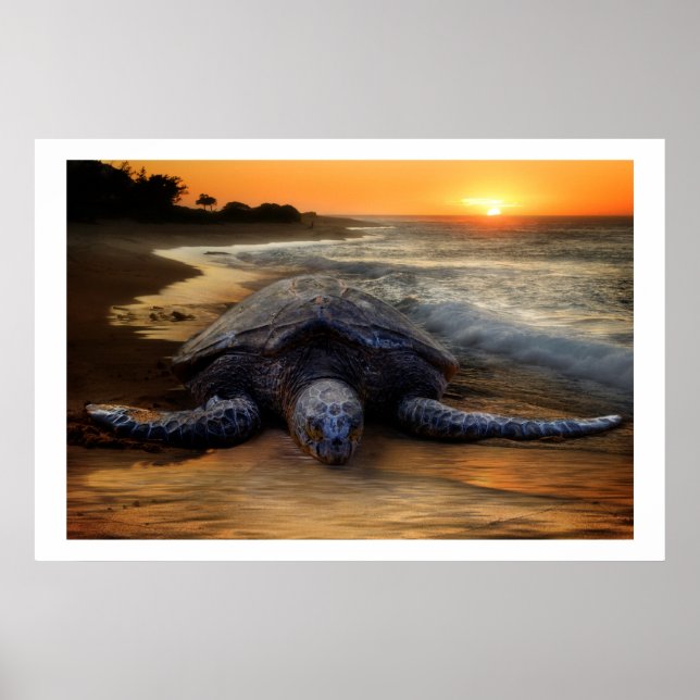Sea Turtle at Sunset Poster (Front)