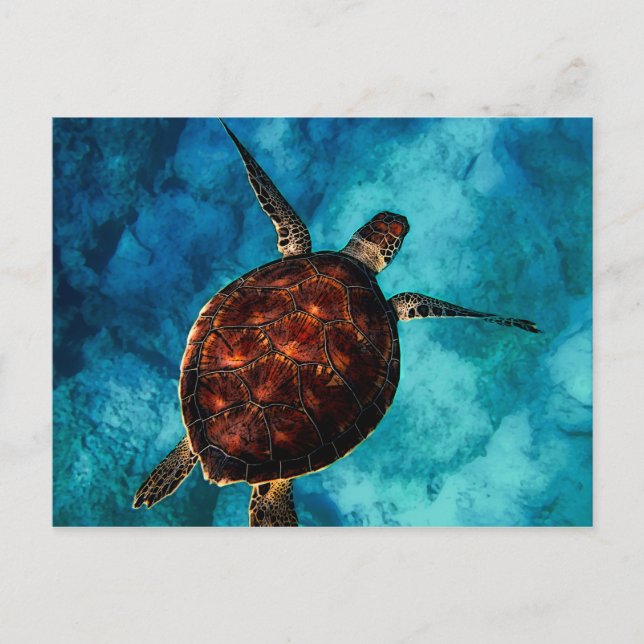 Sea Turtle Beauty Postcard (Front)