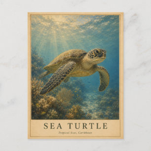 Sea Turtle Caribbean VINTAGE Postcard