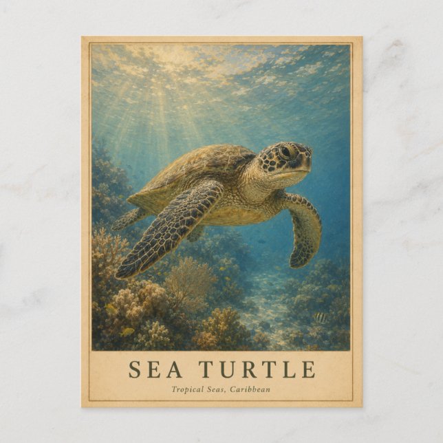 Sea Turtle Caribbean VINTAGE Postcard (Front)