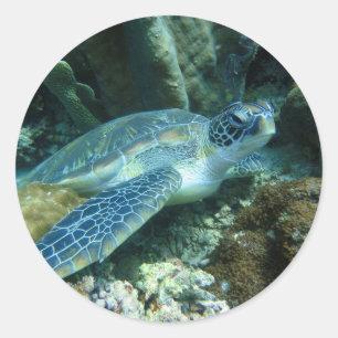 Sea Turtle Classic Round Sticker