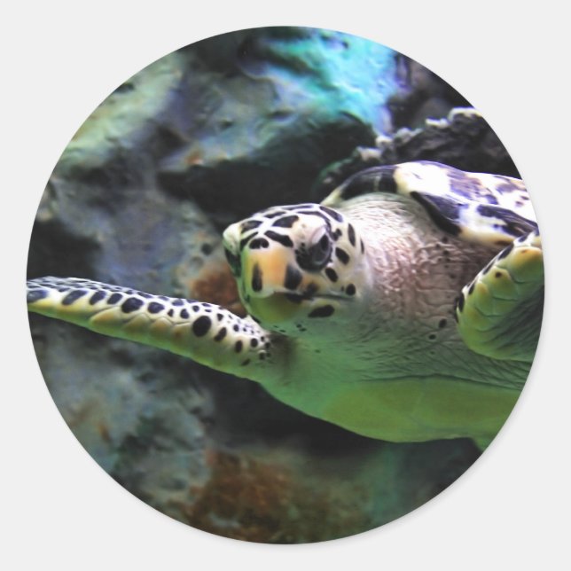 Sea Turtle Classic Round Sticker (Front)