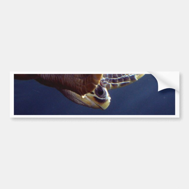 Sea Turtle Diving Bumper Sticker (Front)