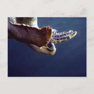 Sea Turtle Diving Postcard