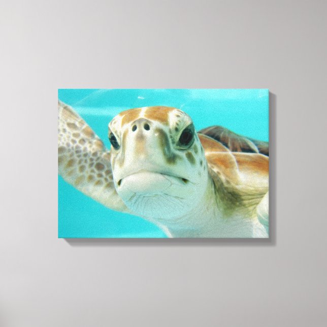 Sea Turtle in Mexican Waters Canvas Wrapped Print (Front)