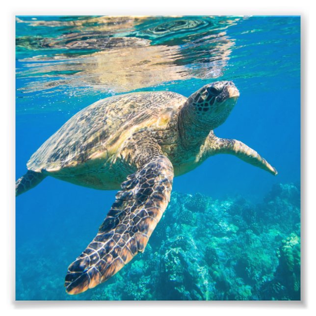 Sea Turtle, Marine Turtle, Chelonioidea, reptile Photo Print (Front)
