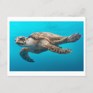 Sea Turtle Photo Postcard