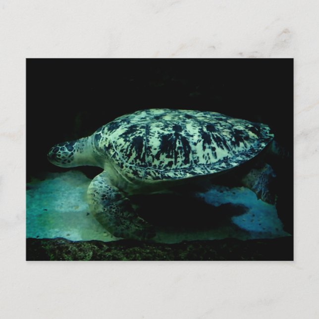 Sea Turtle Post Card (Front)
