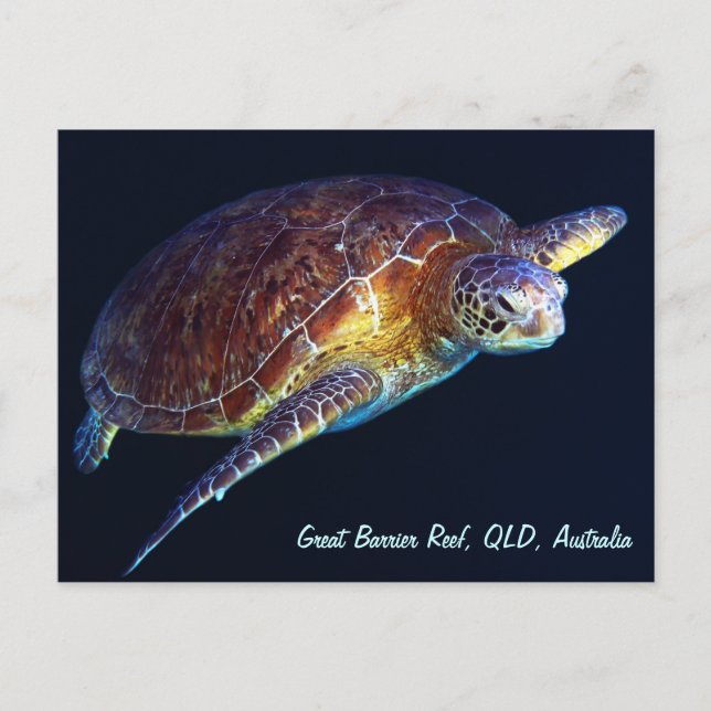 Sea Turtle Postcard (Front)