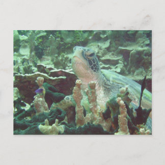 Sea Turtle Postcard