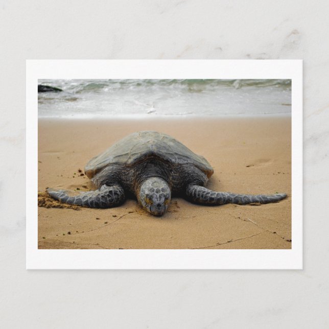 Sea Turtle Postcard (Front)