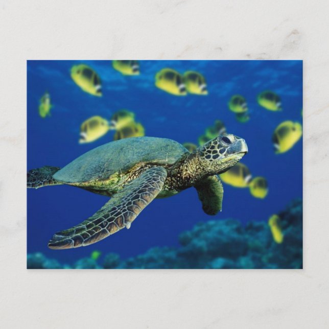 Sea Turtle Postcard (Front)