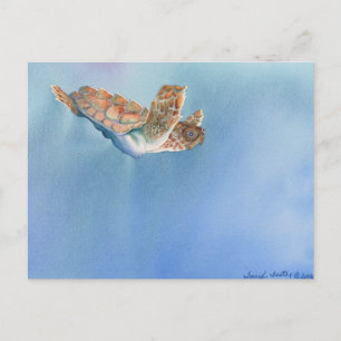 sea turtle postcard