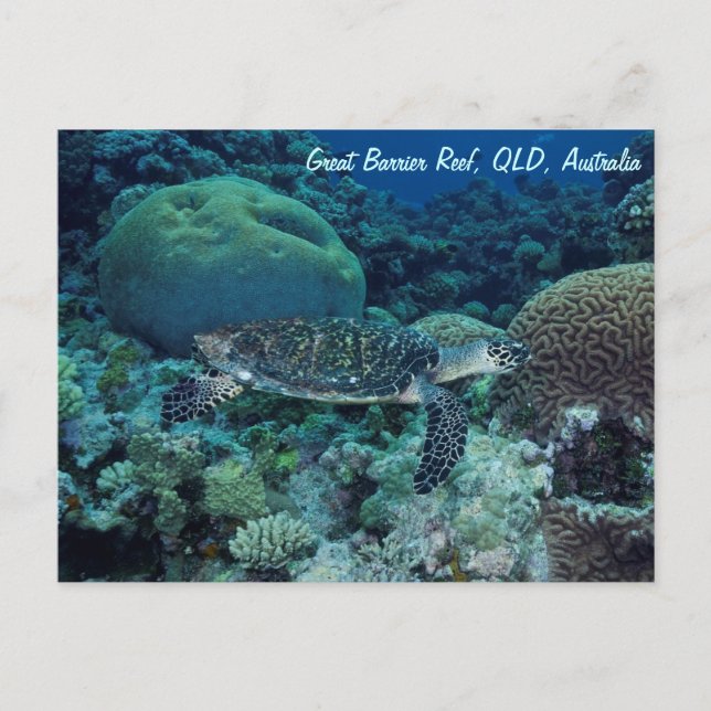 Sea Turtle Postcard (Front)