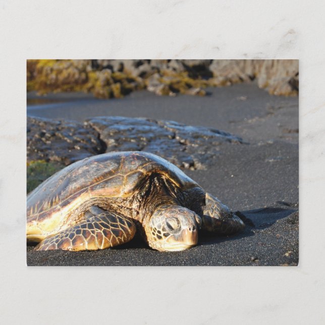 Sea Turtle Postcard (Front)
