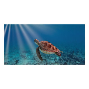 Sea Turtle Poster