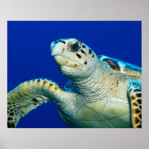 Sea Turtle Poster