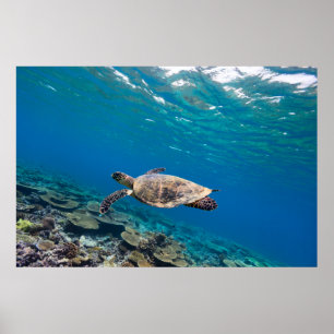Sea turtle poster