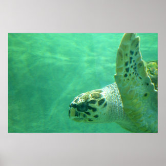 Sea Turtle Poster