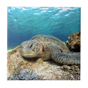 Sea turtle relaxing underwater in tropical ocean tile