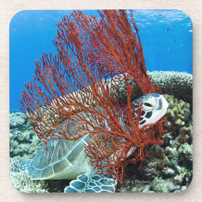 Sea turtle resting underwater 2 coaster (Front)