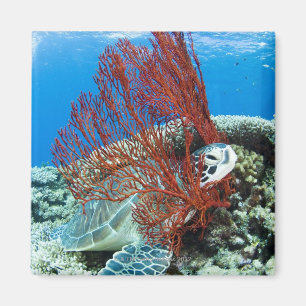 Sea turtle resting underwater 2 magnet
