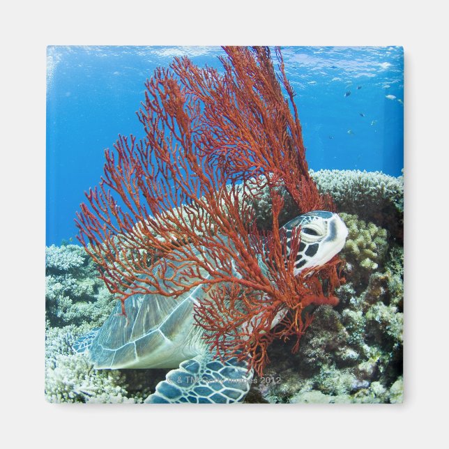 Sea turtle resting underwater 2 magnet (Front)