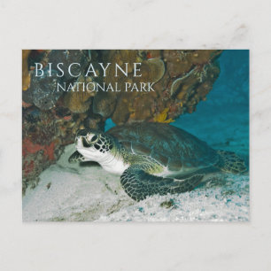 Sea Turtle Resting Underwater, Biscayne Bay, FL Postcard