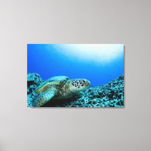 Sea turtle resting underwater canvas print