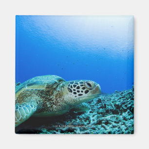Sea turtle resting underwater magnet