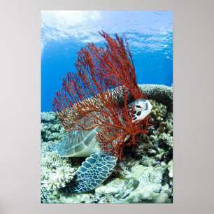 Sea turtle resting underwater poster