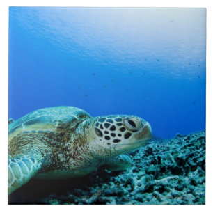 Sea turtle resting underwater tile