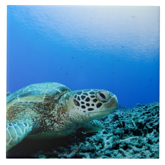 Sea turtle resting underwater tile (Front)