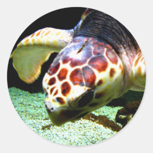 Sea Turtle Sticker