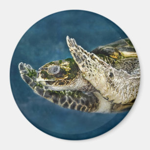 Sea Turtle Surprise Magnet