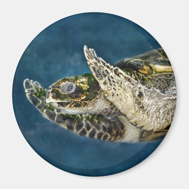 Sea Turtle Surprise Magnet (Front)
