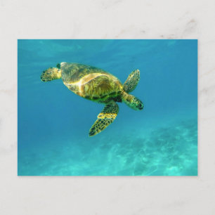 Sea Turtle swimming in turquoise ocean water Postcard