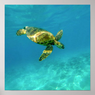 Sea Turtle swimming in turquoise ocean water Poster